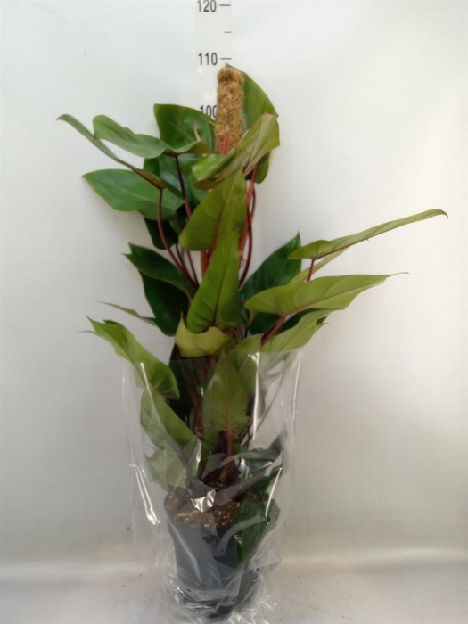 <h4>Philodendron  'Red Emerald'</h4>