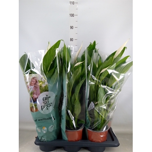 Spathiphyllum  'Bingo Cupido'