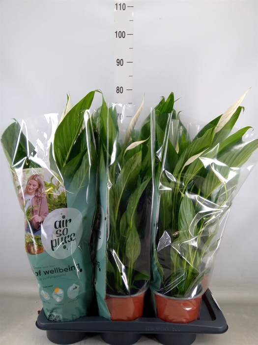 <h4>Spathiphyllum  'Bingo Cupido'</h4>