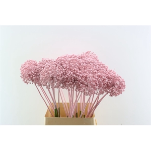 Allium Kbh Pink P St