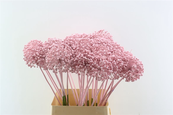 <h4>Allium Kbh Pink P St</h4>