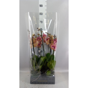 Phalaenopsis   ...rose