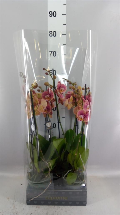 <h4>Phalaenopsis   ...rose</h4>