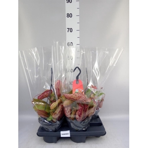 Nepenthes    ...