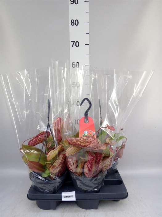 <h4>Nepenthes    ...</h4>