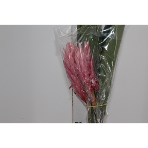 ALPINIA PURPURATA ROSA