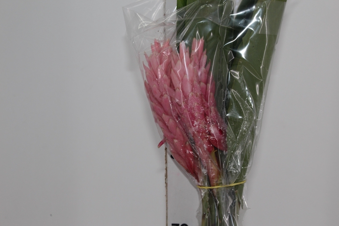 <h4>ALPINIA PURPURATA ROSA</h4>