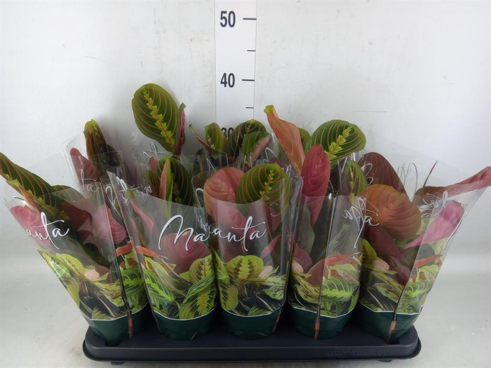 <h4>Maranta leuc. 'Fascinator'</h4>