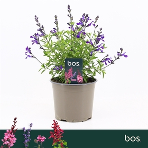 Salvia Greggii, Mirage Blue