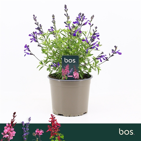 <h4>Salvia Greggii, Mirage Blue</h4>