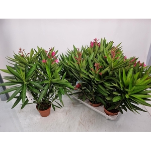 NERI OLEANDER