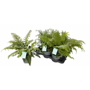 POLYSTIC POLYBLEPHAR