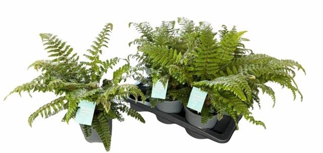 <h4>POLYSTIC POLYBLEPHAR</h4>