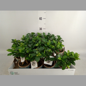 Ficus microcarpa 'Ginseng'