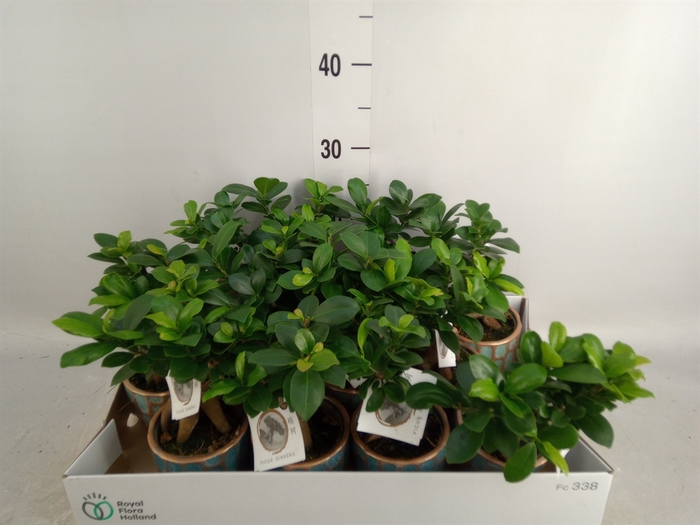 <h4>Ficus microcarpa 'Ginseng'</h4>