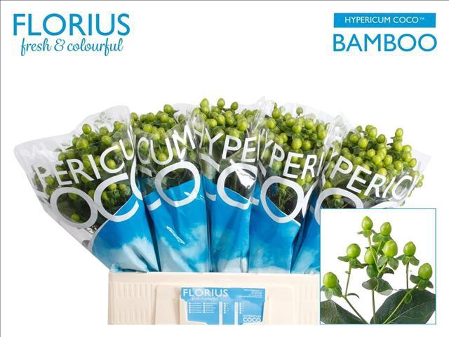 <h4>Hypericum Coco Bamboo</h4>