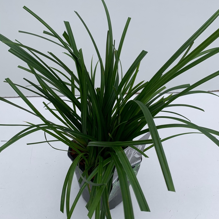 <h4>Graminées Carex 'Irisch Green'</h4>