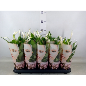 Spathiphyllum  'Alana'
