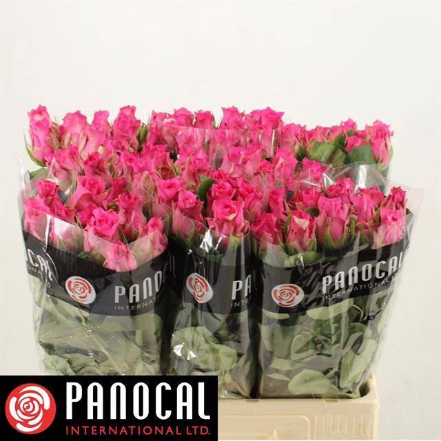 <h4>R GR PINK SUDOKU</h4>