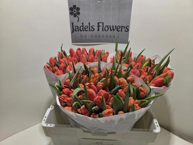 <h4>TU EN ORANGE JUICE</h4>