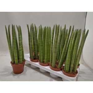 Sansevieria Cylindrica 12Ø 42cm