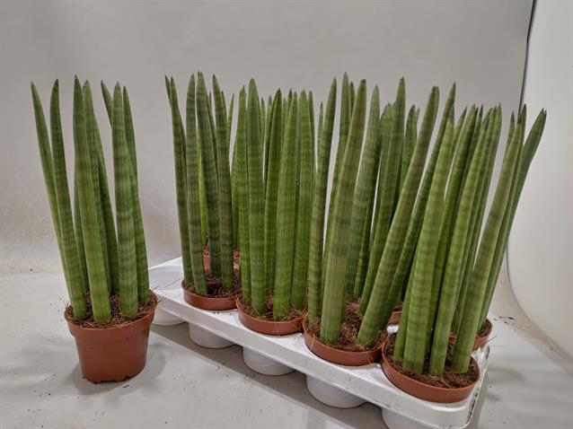 Sansevieria Cylindrica 12Ø 42cm