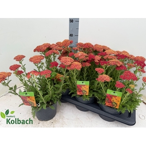 ACHI MILLEFOLIUM