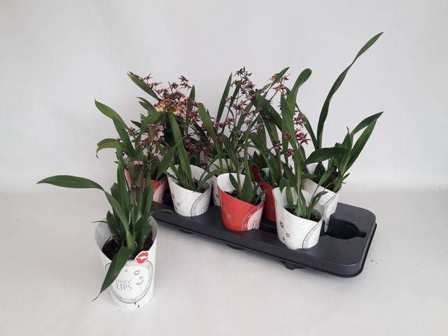 <h4>ONCIDIUM OV</h4>