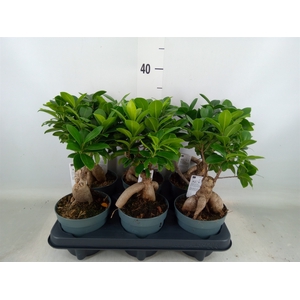 Ficus microcarpa 'Ginseng'