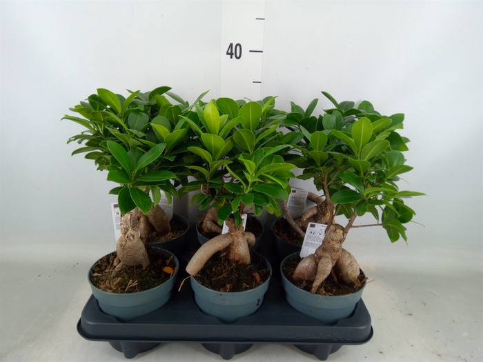 <h4>Ficus microcarpa 'Ginseng'</h4>