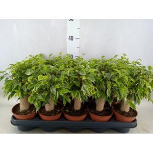 Ficus benja. 'Kinky'
