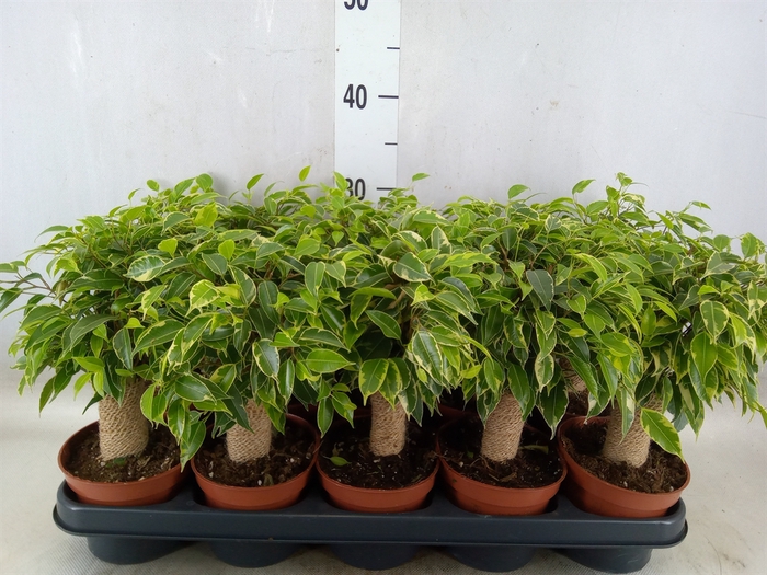 Ficus benja. 'Kinky'