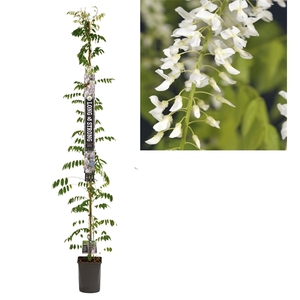 Wisteria floribunda 'Alba' +Long & strong label