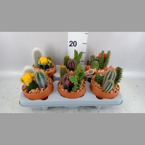 Arr.  Cactus L%