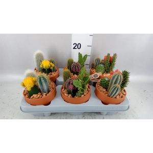 Arr.  Cactus L%