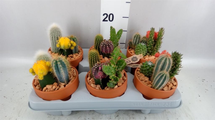 <h4>Arr.  Cactus L%</h4>