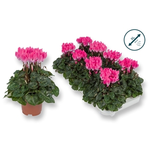 Cyclaam-XL-LICHT ROZE