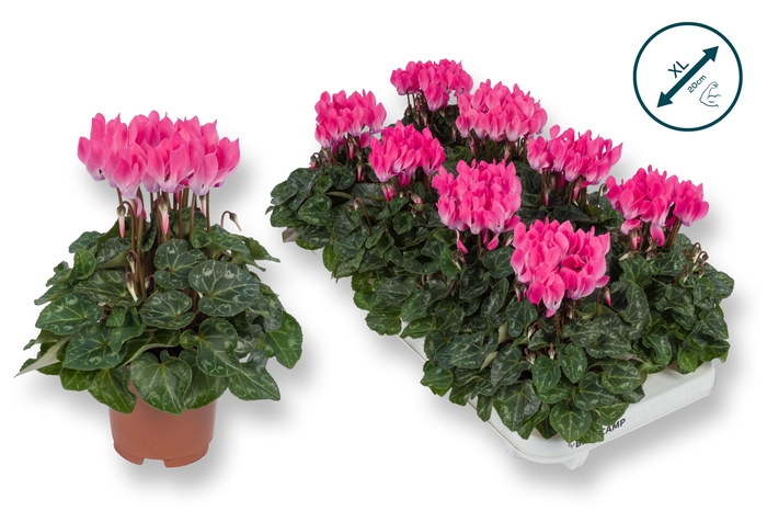 <h4>Cyclaam-XL-LICHT ROZE</h4>