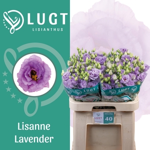 Lisianthus Lisanne Lavendel