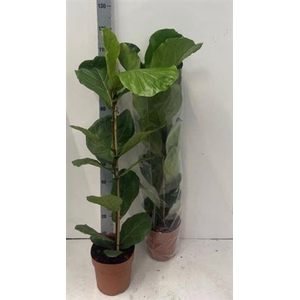 Ficus Lyrata