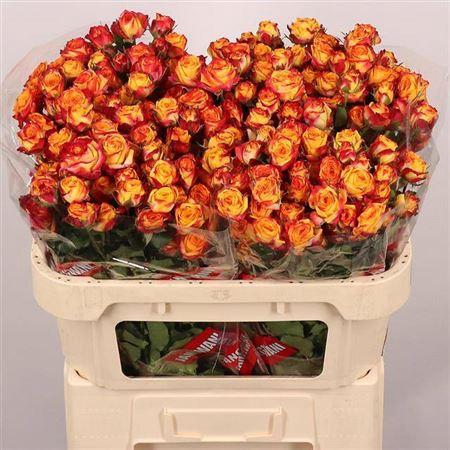 <h4>R Tr Land Of Fire</h4>