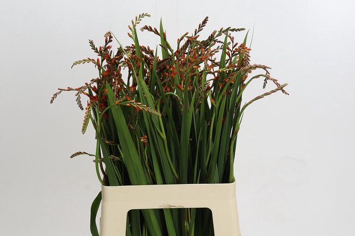 <h4>Crocosmia Red King</h4>