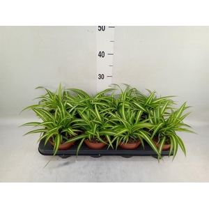 Chlorophytum com. 'Variegatum'