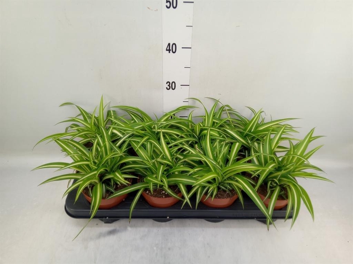 <h4>Chlorophytum com. 'Variegatum'</h4>