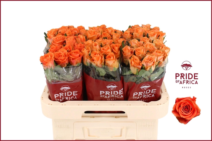 <h4>R GR ON FIRE</h4>