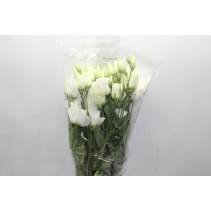 LISIANTHUS CATALINA WHITE 070 CM MIN 500 GRAMAS BRANCO