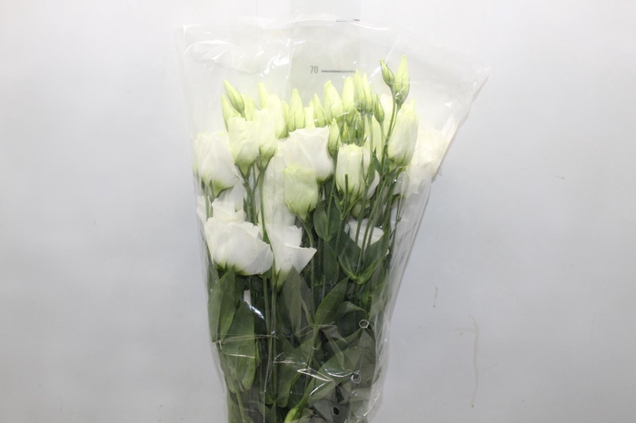 <h4>LISIANTHUS CATALINA WHITE 070 CM MIN 500 GRAMAS BRANCO</h4>