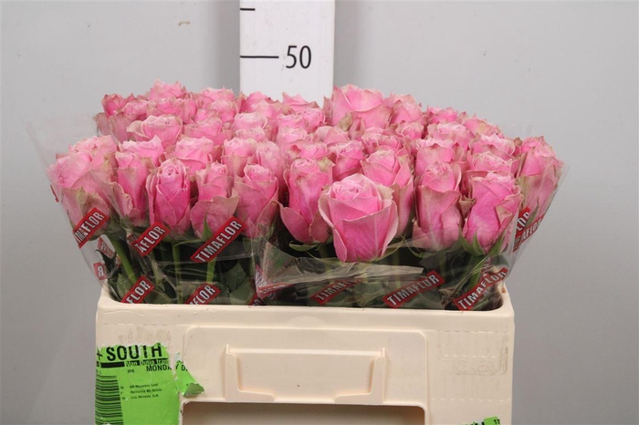 <h4>R Gr Athena Royale</h4>