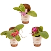 Phalaenopsis overig