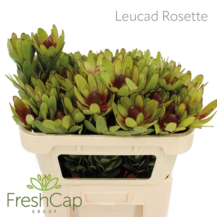 <h4>Leucad Rosette</h4>